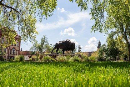 A photo of the Bison statue on the NDSU campus